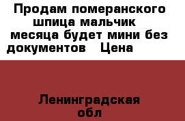 Продам померанского шпица,мальчик,3 месяца,будет мини,без документов › Цена ­ 30 000 - Ленинградская обл., Санкт-Петербург г. Животные и растения » Собаки   